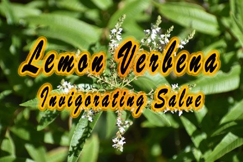 Lemon Verbena